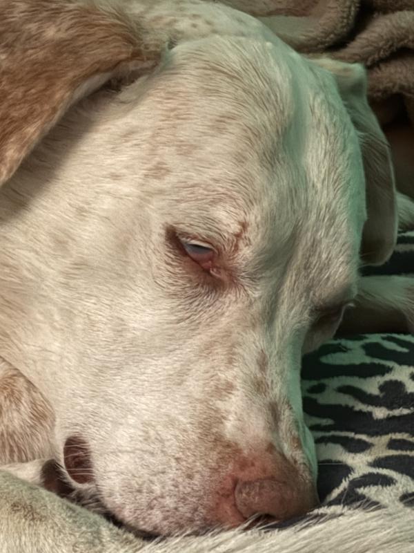 Eyes open while sleeping.