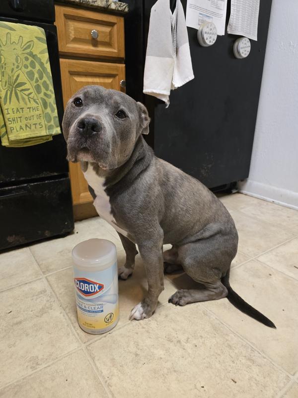 I swear it wasn't me, mom.