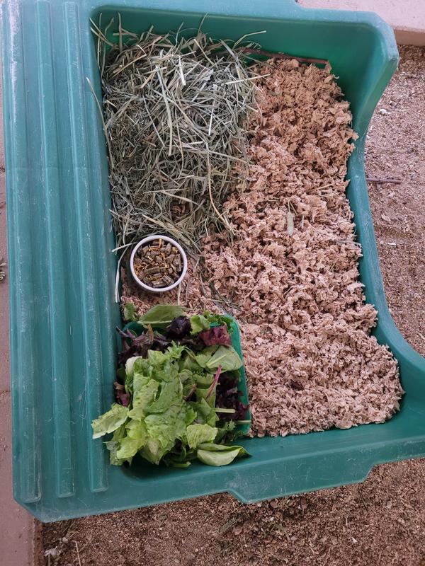 Pete's Feeding Station