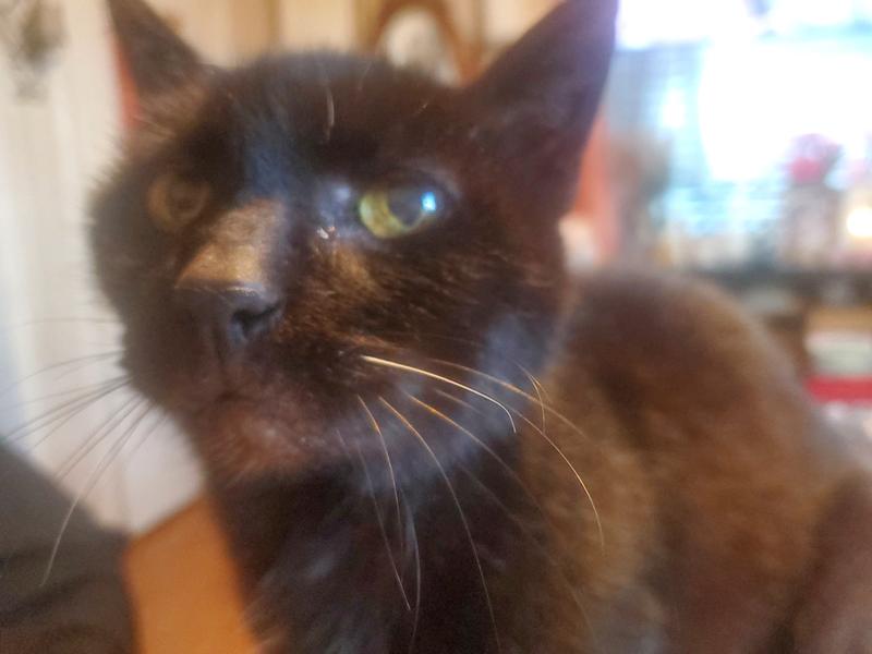 This is 20 yr old Black Black.