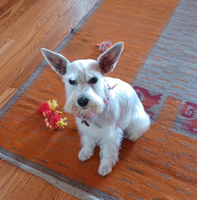 "I'm all nice and clean now and I smell DELICIOUS thanks to my Mommy buying me TropiClean Waterless Deep Cleaning Dog Shampoo!"