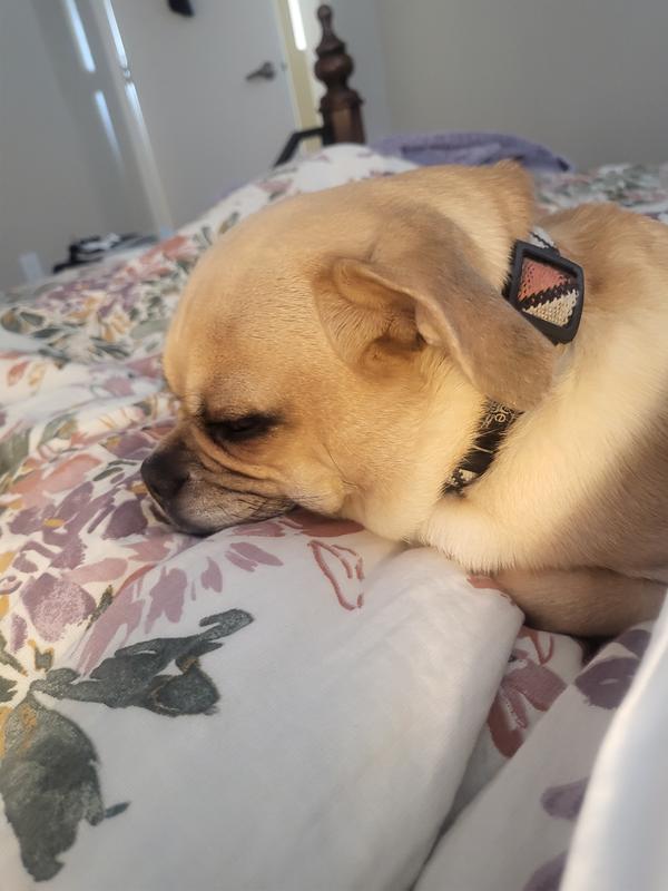 Sleepy SueZ- Q