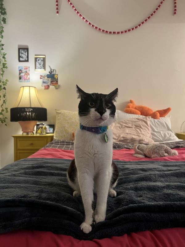 my son with his collar :)