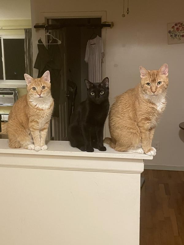 Ricky-11 yrs……Maddie fav blk kitty 2yrs…Lucy 11 yrs