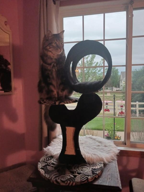 17 pounder is modeling.