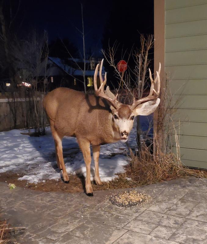 mule deer buck