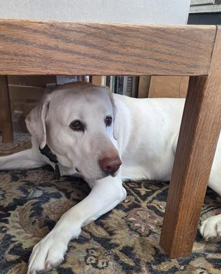 Winston, and 6 prior labs have all eaten Iams, and have had no issues, long lives.