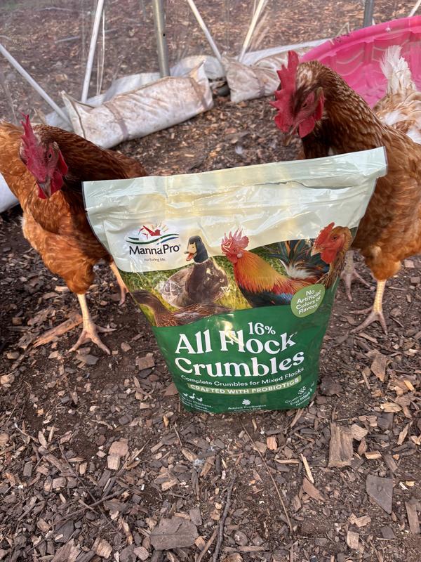 They come running when they see the bag