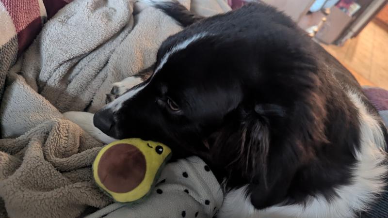 The avocado is his favorite one