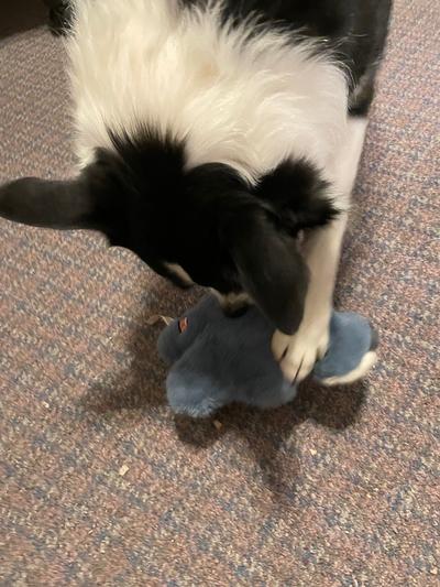 thumbnail image 2 of KONG Snuzzles Dog Toy - Plush Koala With Full-Body Squeaker & Crackly Ears 2 of 9
