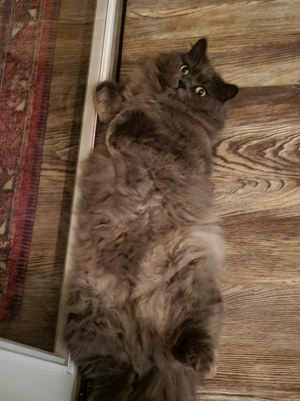 Big boy Thomas.