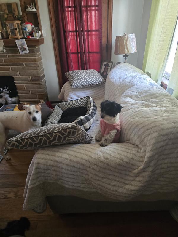 We have 4 dogs and they love it