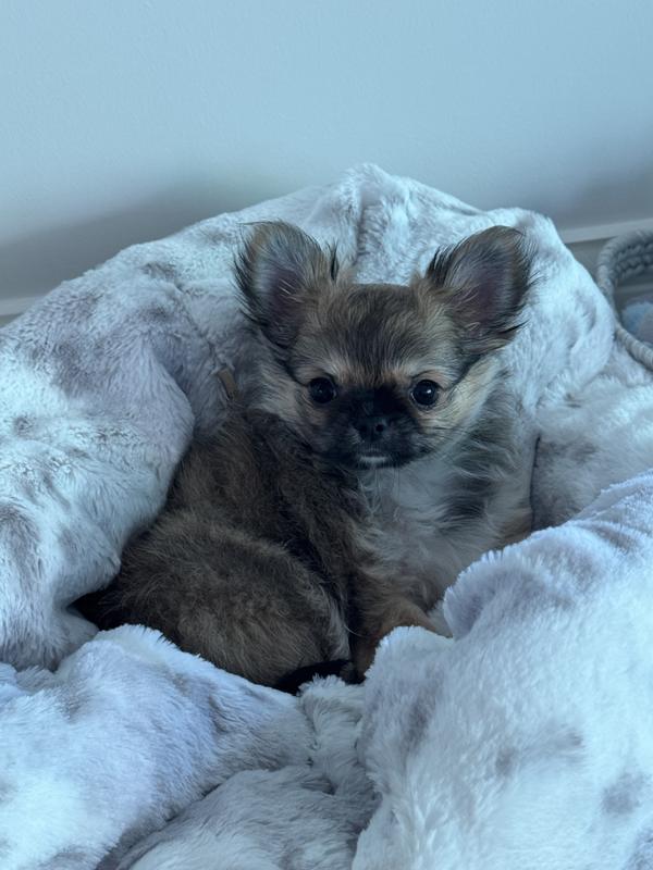 Gentle brush for my chihuahua