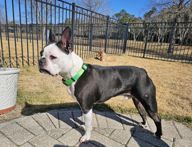 BJ sporting his lime collar!