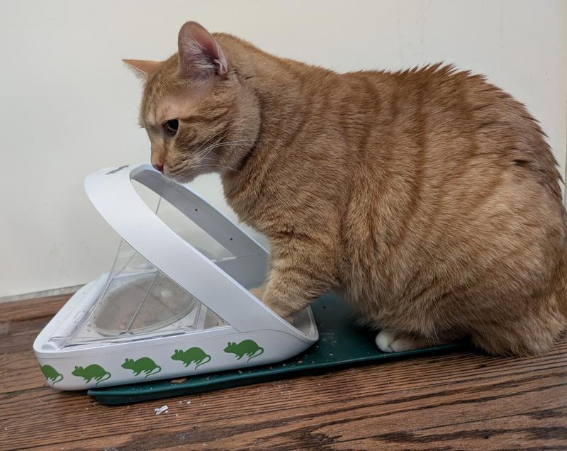 A normal pause during eating that causes it to close again, which doesn't happen to our smaller cat when she does the same thing