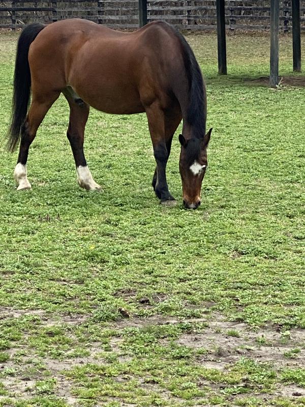 Healthy horse with a strong tail and mane!