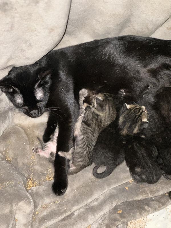 See the shine in her fur they all have it and it’s because of Purina