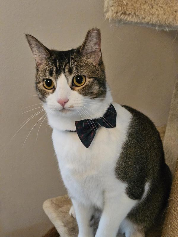 Stylish Addie modeling her new collar 🥰