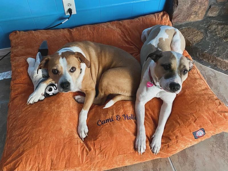 My girls LOVE this bed!