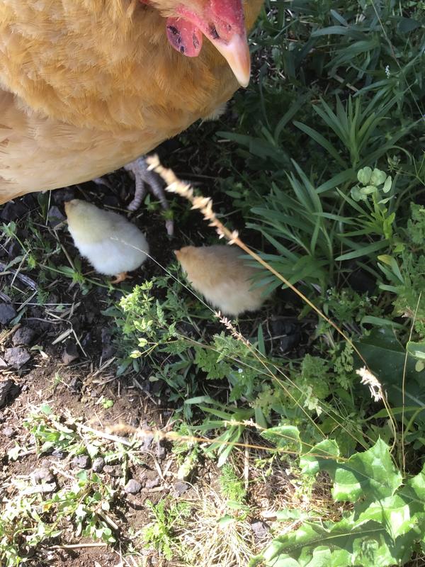 Mama don’t let your babies grow up to be roosters 🎼