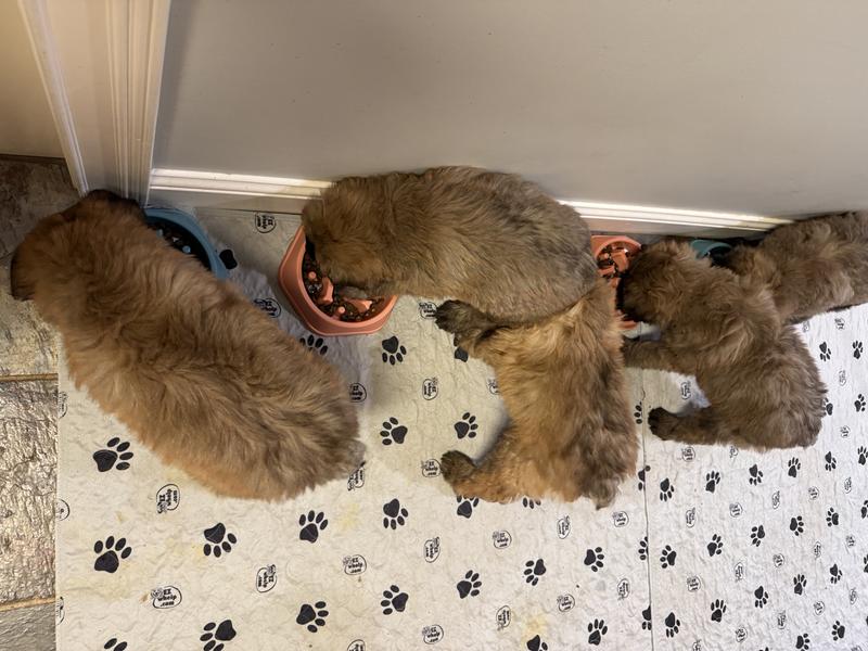 We enjoy our chow-chow time!