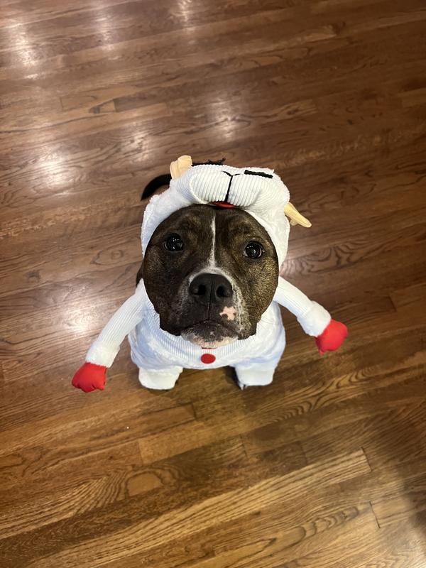 RUBIE'S COSTUME COMPANY Lamb Chop Dog Costume reviews