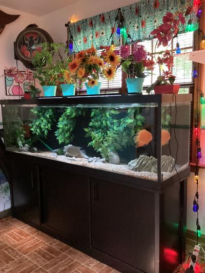 125 G tank with silk ficus vines.