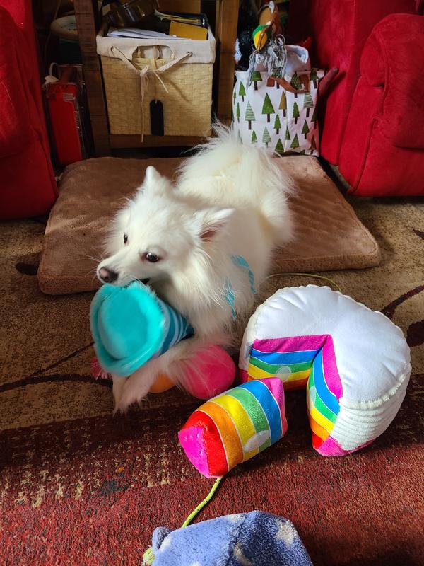 Chewing on his hat amongst the celebratory toys