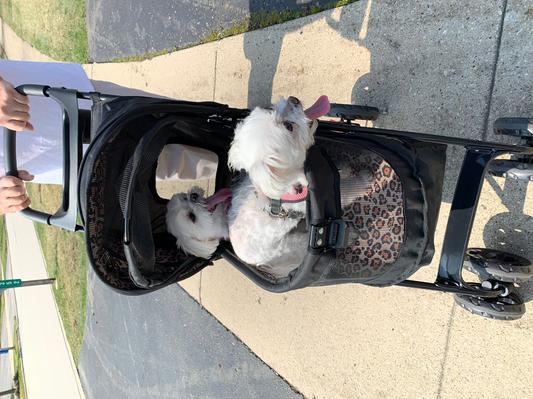 Their first walk