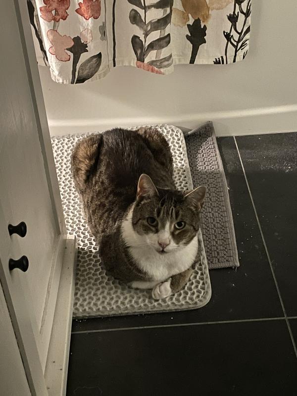 Tabby and white cat curled up on top of the litter mat