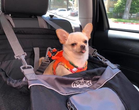 Chile in his new car seat.
