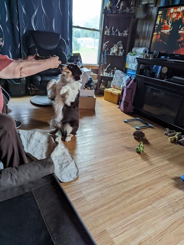 Michael just Milo Maxwell just love them see how pretty he sits