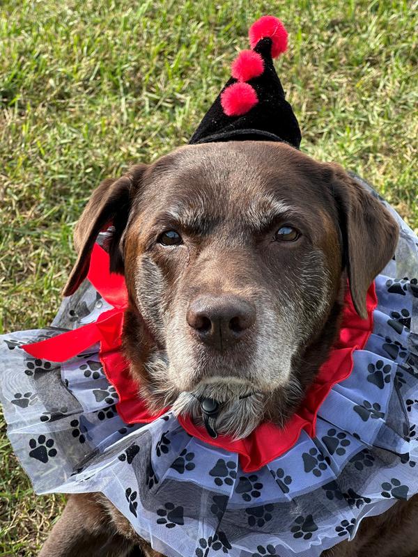 Senior Lab has a new outfit