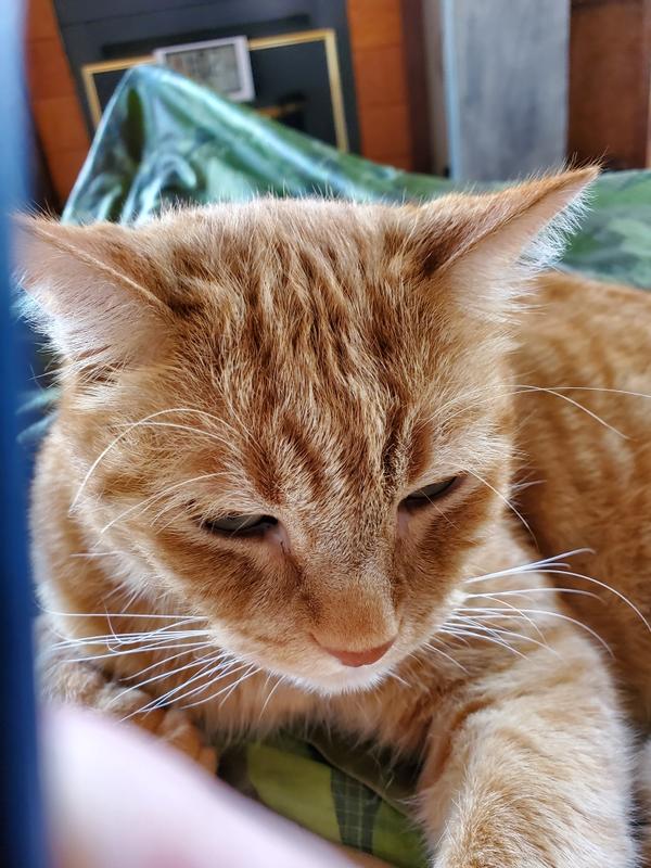 Tigger LOVES his new canned food!
