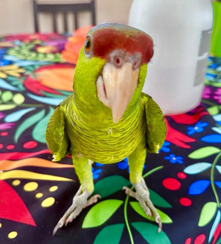 The colors of the pellets are important to them!