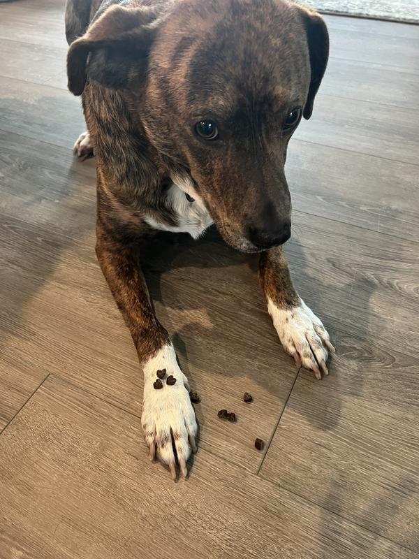 Trying so hard not to give in to the mountain of treats, dog for scale (65 lbs).