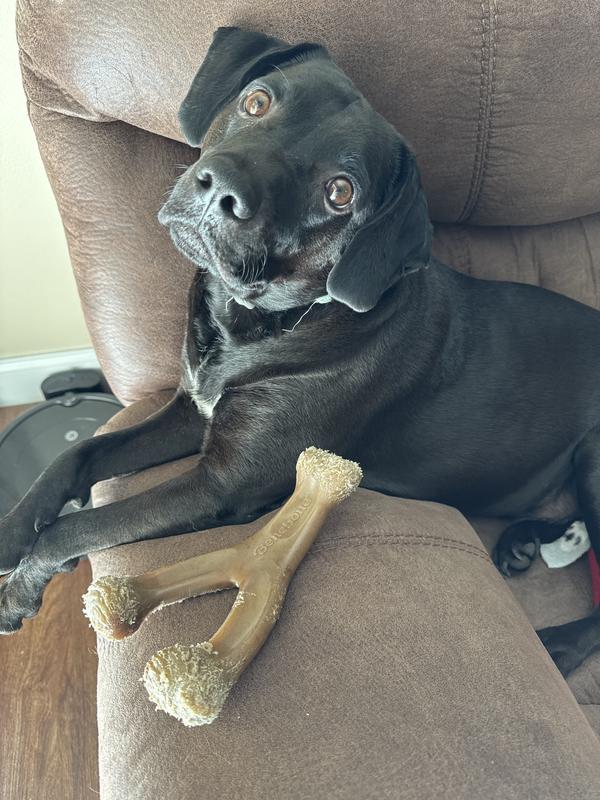 Benebone Bacon Flavor Wishbone Tough Dog Chew Toy