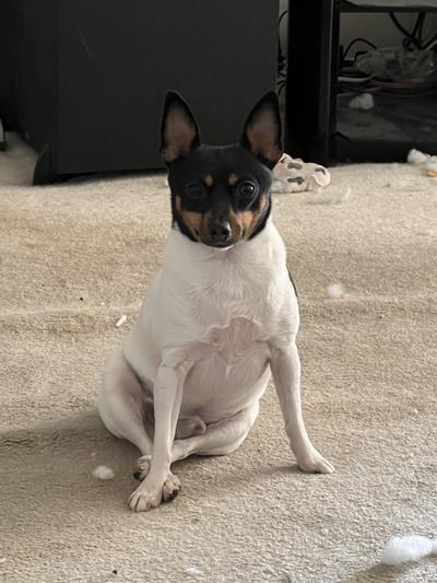 Butch11 Waiting for a chewy toy.