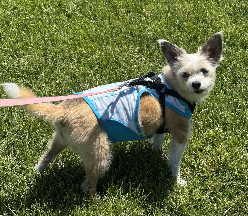 RUFFWEAR Swamp Cooler Zip Dog Vest, Blue Mist, X-Small - Chewy.com