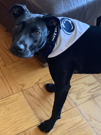 NCAA Dog Bandana - Oregon State Beavers Reversible PET Bandana. 2