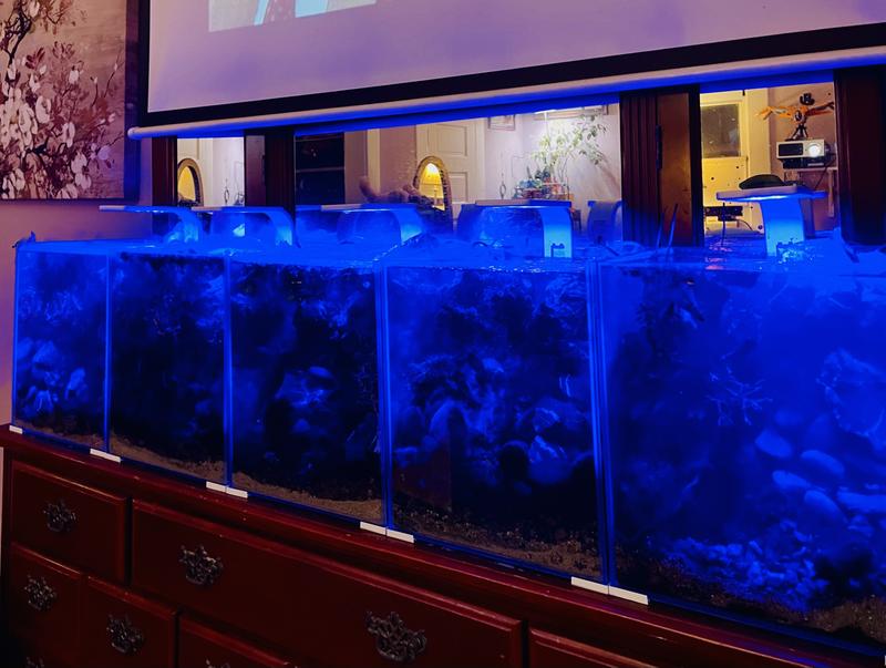 Blue color / Evening