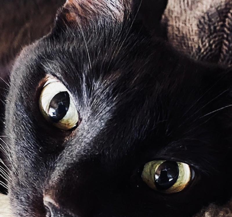 Salem Approved for Litter Box Odors