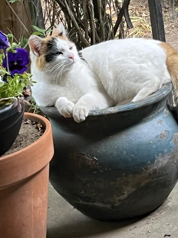 Champaign and chicken dinner plz - lady Butter cup