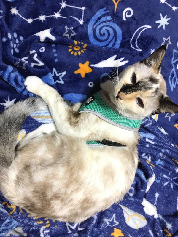 My Sweetheart Sami With Her Harness On