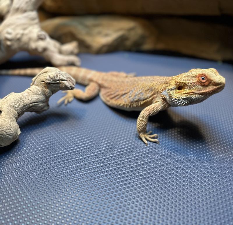 Spike is enjoying his new liner