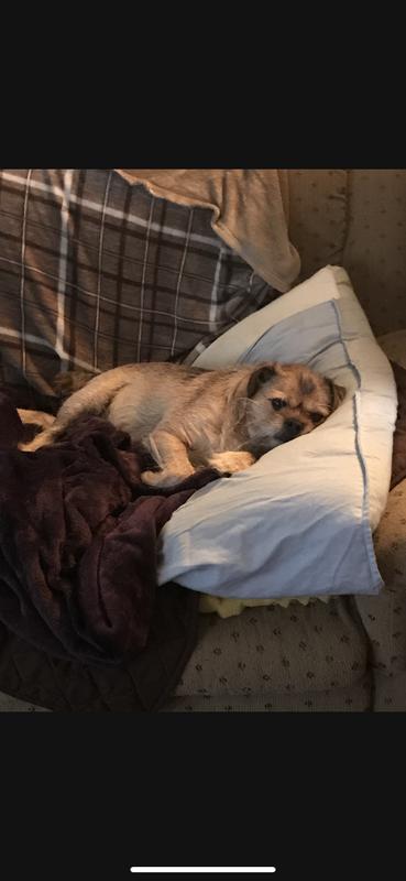 Sassy napping after playing