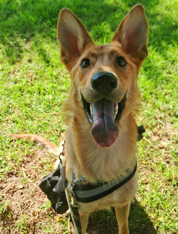 First walk with the harness