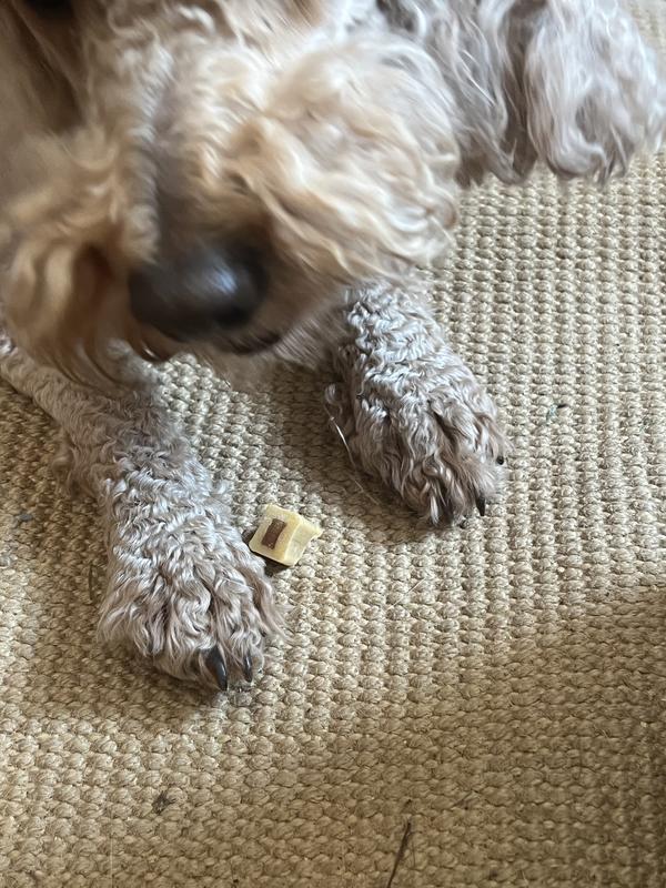 Young Doodle approves