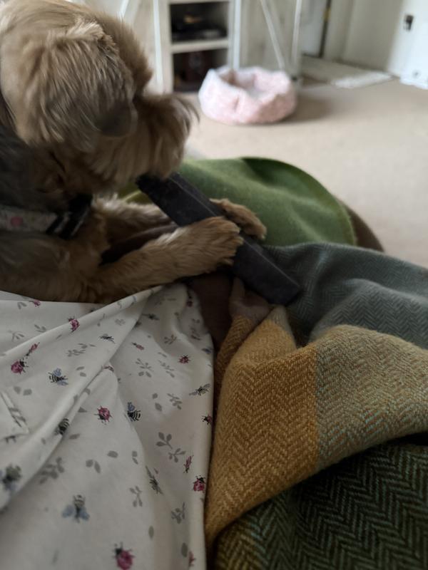 Little chewer loves these.