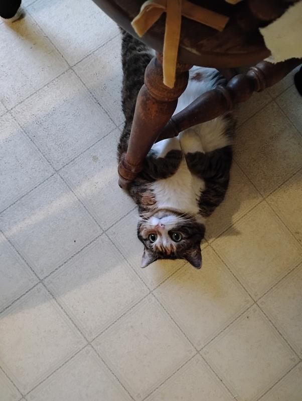 Her silly, Sister, "Jasmine" is also, almost 7 yrs, and, my Baby!